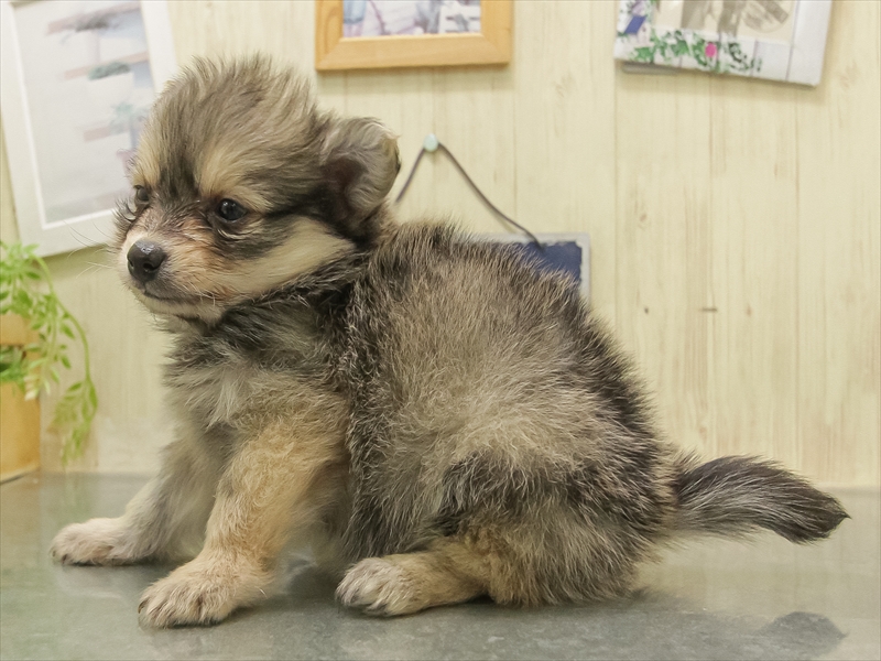 愛知県のポメチワ/チワポメ/ポメチー(ポメラニアン×チワワ) (ワンラブ名古屋守山インター総本店/2025年11月1日生まれ/男の子/オレンジ)の子犬の2枚目の画像