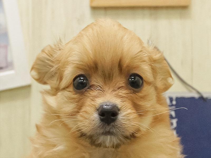 静岡県のポメチワ/チワポメ/ポメチー(ポメラニアン×チワワ) (ワンラブカインズ伊東店/2025年11月1日生まれ/男の子/オレンジ)の子犬の1枚目の画像