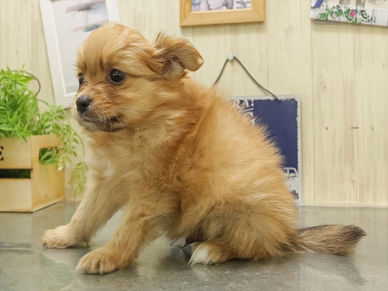 静岡県のポメチワ/チワポメ/ポメチー(ポメラニアン×チワワ) (ワンラブカインズ伊東店/2025年11月1日生まれ/男の子/オレンジ)の子犬の2枚目の画像