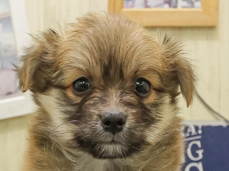 三重県のポメチワ/チワポメ/ポメチー(ポメラニアン×チワワ) (ワンラブイオンタウン津城山店/2025年11月1日生まれ/男の子/オレンジ)の子犬の1枚目の画像