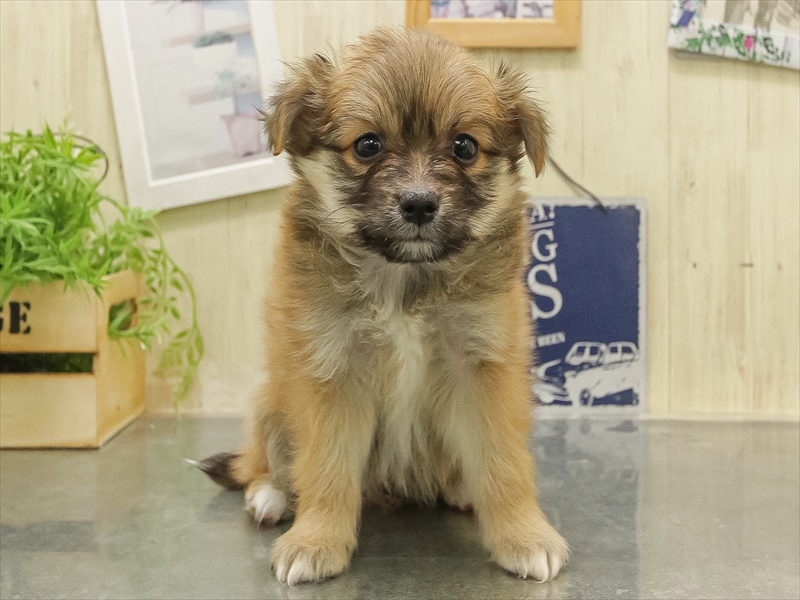 三重県のポメチワ/チワポメ/ポメチー(ポメラニアン×チワワ) (ワンラブイオンタウン津城山店/2025年11月1日生まれ/男の子/オレンジ)の子犬の3枚目の画像