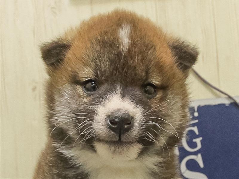 愛知県の柴犬(標準サイズ) (ワンラブ名古屋守山インター総本店/2025年11月1日生まれ/男の子/赤)の子犬の1枚目の画像