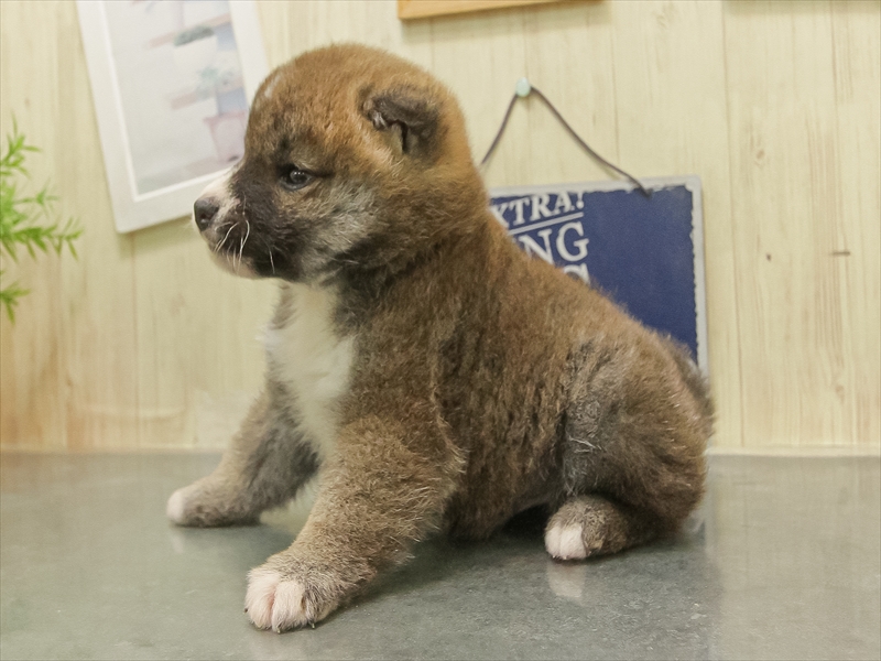 愛知県の柴犬(標準サイズ) (ワンラブ名古屋守山インター総本店/2025年11月1日生まれ/男の子/赤)の子犬の2枚目の画像