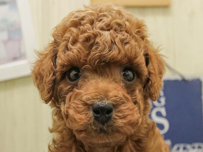 福岡県のトイプードル(トイ) (ワンラブ福岡総本店/2025年11月1日生まれ/男の子/レッド)の子犬の1枚目の画像