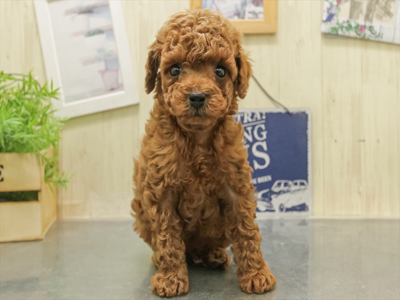 福岡県のトイプードル(トイ) (ワンラブ福岡総本店/2025年11月1日生まれ/男の子/レッド)の子犬の3枚目の画像