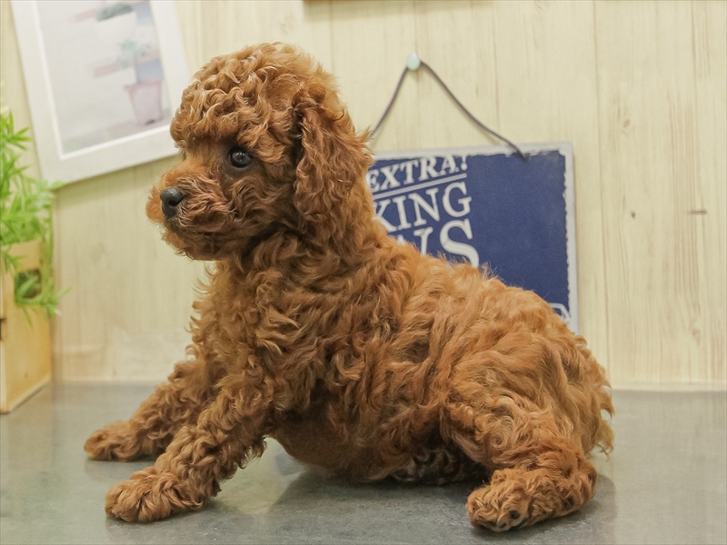 福岡県のトイプードル(トイ) (ワンラブ福岡総本店/2025年11月1日生まれ/男の子/レッド)の子犬の2枚目の画像