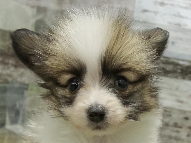 石川県のパピヨン (ワンラブイオンタウン金沢示野店/2025年11月1日生まれ/女の子/ホワイトブラウン)の子犬の1枚目の画像