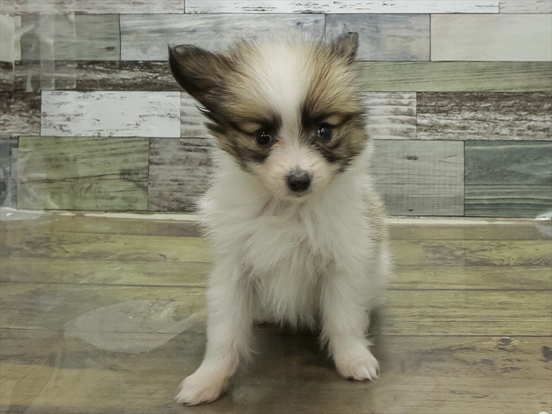 石川県のパピヨン (ワンラブイオンタウン金沢示野店/2025年11月1日生まれ/女の子/ホワイトブラウン)の子犬の3枚目の画像