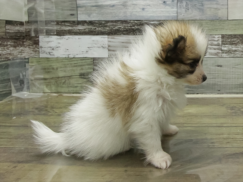 石川県のパピヨン (ワンラブイオンタウン金沢示野店/2025年11月1日生まれ/女の子/ホワイトブラウン)の子犬の2枚目の画像