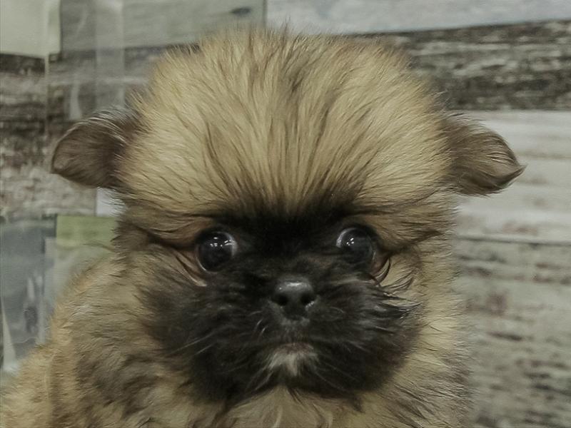 滋賀県のペキポメ/ポメペキ(ペキニーズ×ポメラニアン) (ワンラブイオンタウン彦根店/2025年11月1日生まれ/男の子/オレンジ)の子犬の1枚目の画像