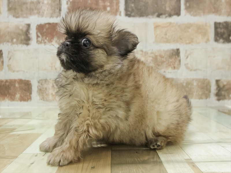 滋賀県のペキポメ/ポメペキ(ペキニーズ×ポメラニアン) (ワンラブイオンタウン彦根店/2025年11月1日生まれ/男の子/オレンジ)の子犬の2枚目の画像