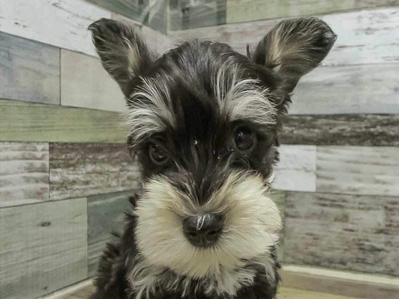 大阪府のミニチュアシュナウザー (ワンラブららぽーと堺店/2025年11月1日生まれ/男の子/ブラックシルバー)の子犬