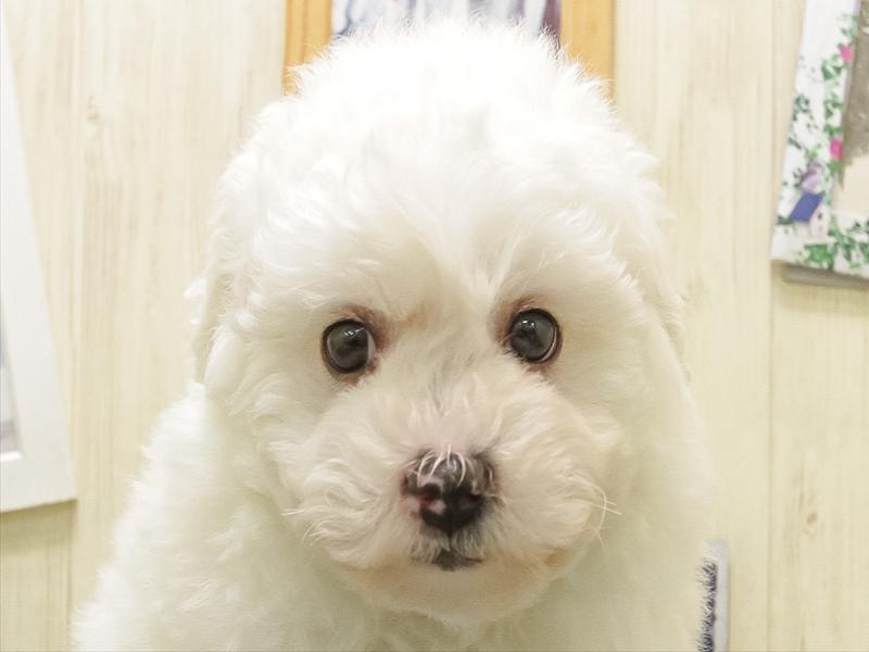 兵庫県のビションフリーゼ (ワンラブブルメール舞多聞店/2025年11月2日生まれ/男の子/ホワイトブラウン)の子犬の1枚目の画像