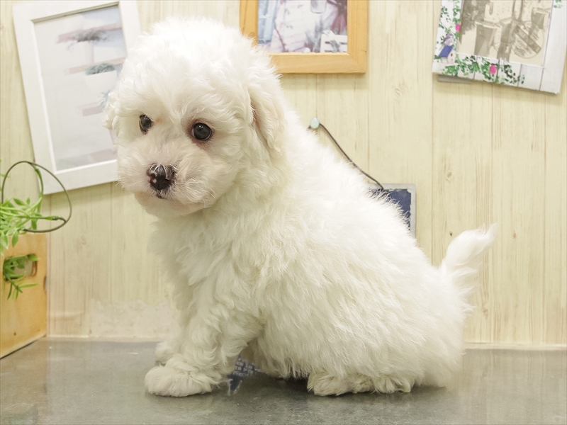 兵庫県のビションフリーゼ (ワンラブブルメール舞多聞店/2025年11月2日生まれ/男の子/ホワイトブラウン)の子犬の2枚目の画像