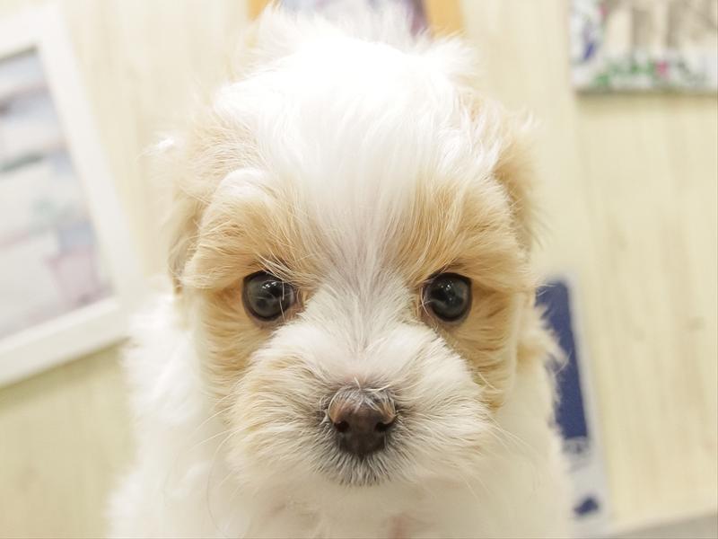 静岡県のマルプー(マルチーズ×プードル) (ワンラブららぽーと沼津店/2025年11月1日生まれ/女の子/ホワイトレッド)の子犬の1枚目の画像