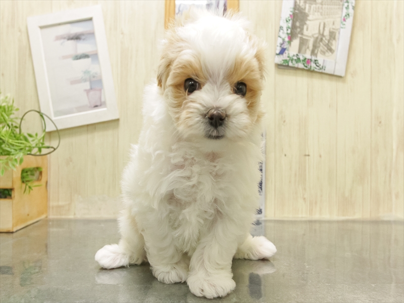 静岡県のマルプー(マルチーズ×プードル) (ワンラブららぽーと沼津店/2025年11月1日生まれ/女の子/ホワイトレッド)の子犬の3枚目の画像
