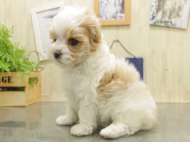 静岡県のマルプー(マルチーズ×プードル) (ワンラブららぽーと沼津店/2025年11月1日生まれ/女の子/ホワイトレッド)の子犬の2枚目の画像