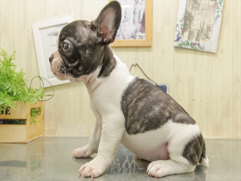 静岡県のフレンチブルドッグ (ワンラブららぽーと沼津店/2025年11月2日生まれ/女の子/パイド)の子犬の2枚目の画像