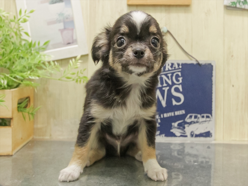 滋賀県のチワワ(ロング) (ワンラブイオンタウン彦根店/2025年10月30日生まれ/男の子/ブラックタンホワイト)の子犬の3枚目の画像