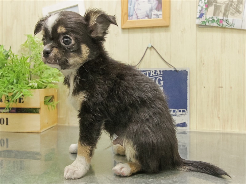滋賀県のチワワ(ロング) (ワンラブイオンタウン彦根店/2025年10月30日生まれ/男の子/ブラックタンホワイト)の子犬の2枚目の画像