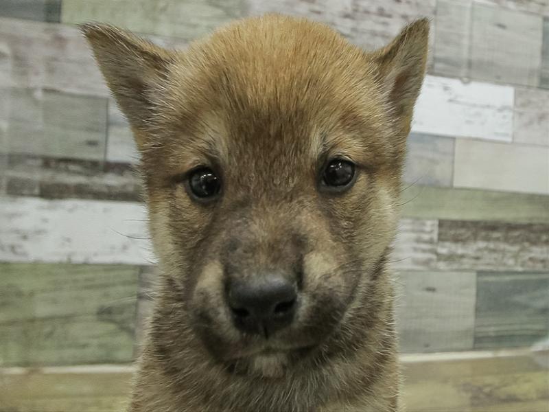 滋賀県の柴犬(標準サイズ) (ワンラブカインズ彦根店/2025年11月2日生まれ/男の子/赤)の子犬の1枚目の画像