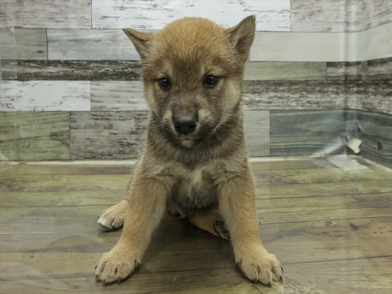 滋賀県の柴犬(標準サイズ) (ワンラブカインズ彦根店/2025年11月2日生まれ/男の子/赤)の子犬の3枚目の画像