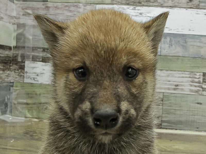 三重県の柴犬(標準サイズ) (ワンラブMEGA ドン・キホーテ四日市店/2025年11月2日生まれ/男の子/赤)の子犬