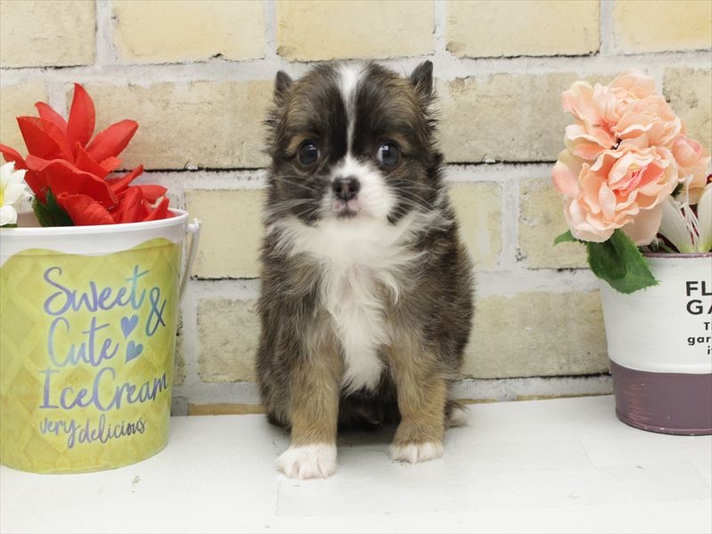 福岡県のチワワ(ロング) (ワンラブ福岡総本店/2025年10月28日生まれ/男の子/フォーンホワイト)の子犬の3枚目の画像