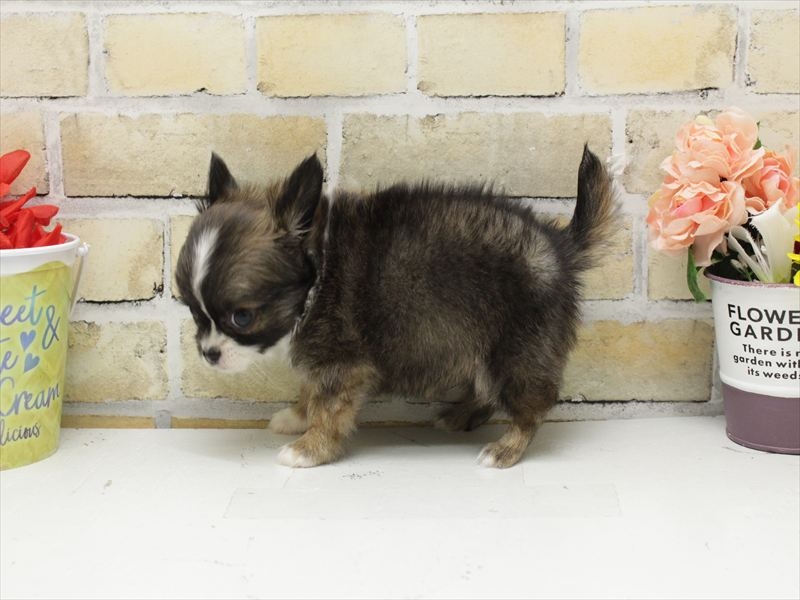 福岡県のチワワ(ロング) (ワンラブ福岡総本店/2025年10月28日生まれ/男の子/フォーンホワイト)の子犬の2枚目の画像