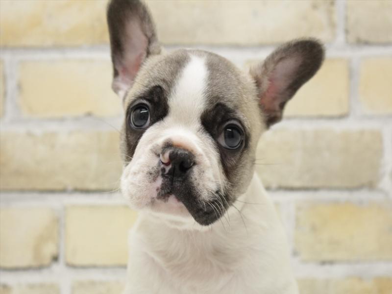 福岡県のフレンチブルドッグ (ワンラブ福岡総本店/2025年10月30日生まれ/男の子/パイド)の子犬の1枚目の画像