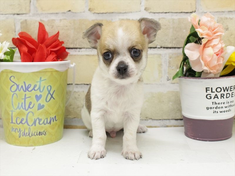 福岡県のチワワ(ロング) (ワンラブ福岡総本店/2025年11月1日生まれ/男の子/フォーンホワイト)の子犬の3枚目の画像