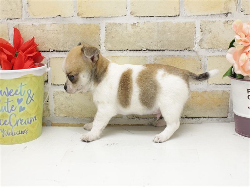 福岡県のチワワ(ロング) (ワンラブ福岡総本店/2025年11月1日生まれ/男の子/フォーンホワイト)の子犬の2枚目の画像