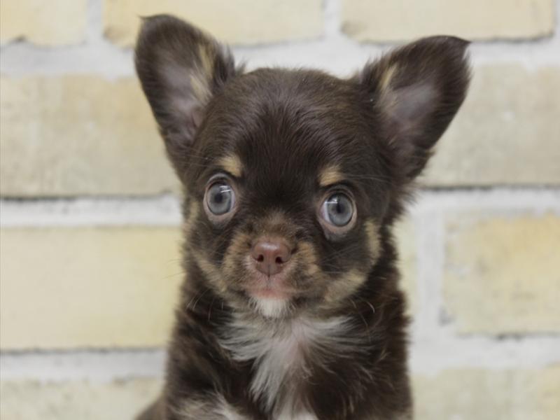 佐賀県のチワワ(ロング) (ワンラブゆめタウン佐賀店/2025年11月1日生まれ/男の子/チョコレートタンホワイト)の子犬の1枚目の画像