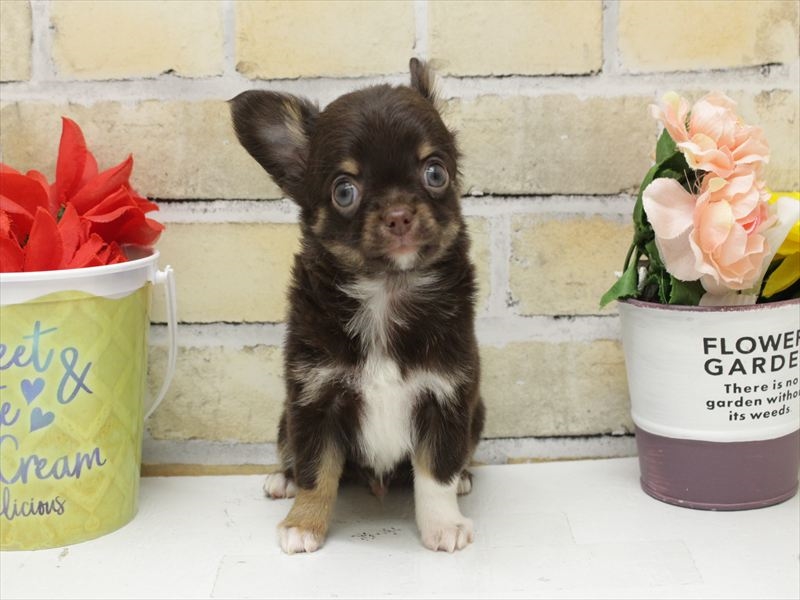 佐賀県のチワワ(ロング) (ワンラブゆめタウン佐賀店/2025年11月1日生まれ/男の子/チョコレートタンホワイト)の子犬の3枚目の画像