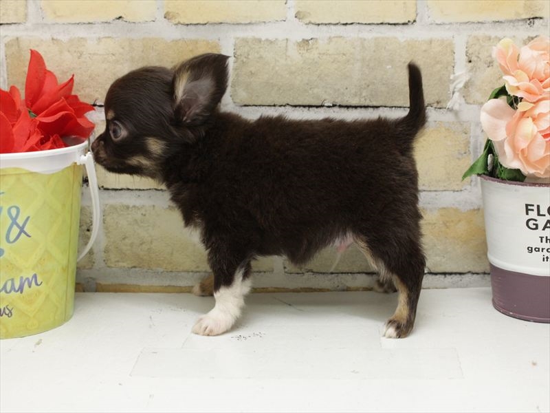 佐賀県のチワワ(ロング) (ワンラブゆめタウン佐賀店/2025年11月1日生まれ/男の子/チョコレートタンホワイト)の子犬の2枚目の画像