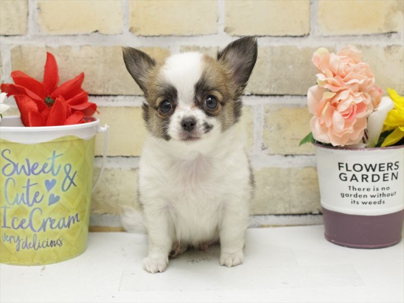 熊本県のチワワ(ロング) (ワンラブザ・ファクトリーニシムタ合志店/2025年10月30日生まれ/男の子/ホワイトレッド)の子犬の3枚目の画像