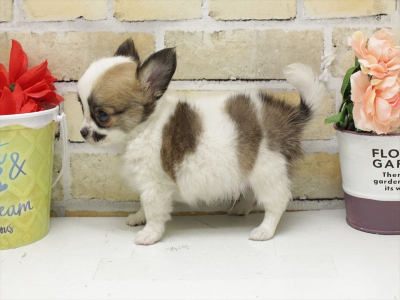 熊本県のチワワ(ロング) (ワンラブザ・ファクトリーニシムタ合志店/2025年10月30日生まれ/男の子/ホワイトレッド)の子犬の2枚目の画像