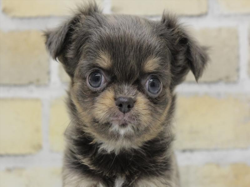 熊本県のチワワ(ロング) (ワンラブゆめタウン光の森店/2025年11月1日生まれ/女の子/ブルータン)の子犬の1枚目の画像