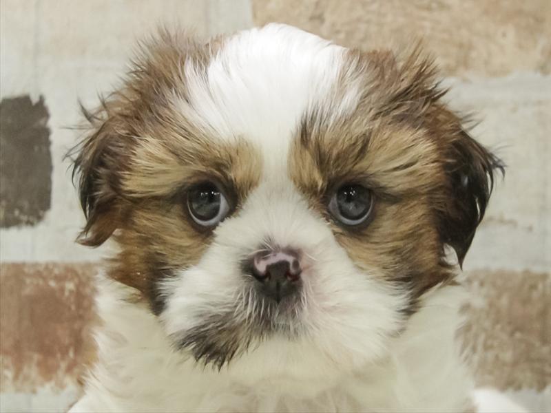 兵庫県のシーズー (ワンラブブルメール舞多聞店/2025年11月1日生まれ/男の子/ゴールドホワイト)の子犬の1枚目の画像