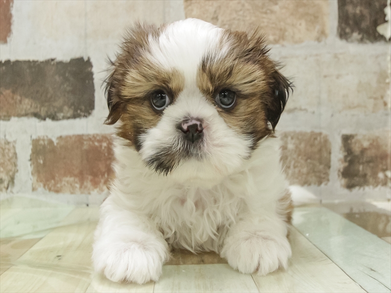 兵庫県のシーズー (ワンラブブルメール舞多聞店/2025年11月1日生まれ/男の子/ゴールドホワイト)の子犬の3枚目の画像