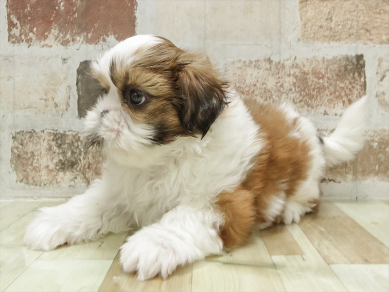 兵庫県のシーズー (ワンラブブルメール舞多聞店/2025年11月1日生まれ/男の子/ゴールドホワイト)の子犬の2枚目の画像