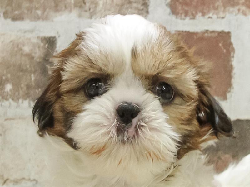 愛知県のシーズー (ワンラブ名古屋守山インター総本店/2025年11月1日生まれ/女の子/ゴールドホワイト)の子犬の1枚目の画像