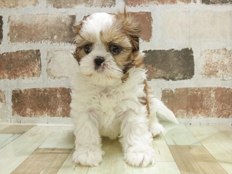 愛知県のシーズー (ワンラブ名古屋守山インター総本店/2025年11月1日生まれ/女の子/ゴールドホワイト)の子犬の3枚目の画像