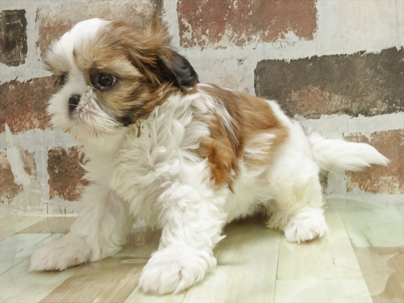 愛知県のシーズー (ワンラブ名古屋守山インター総本店/2025年11月1日生まれ/女の子/ゴールドホワイト)の子犬の2枚目の画像