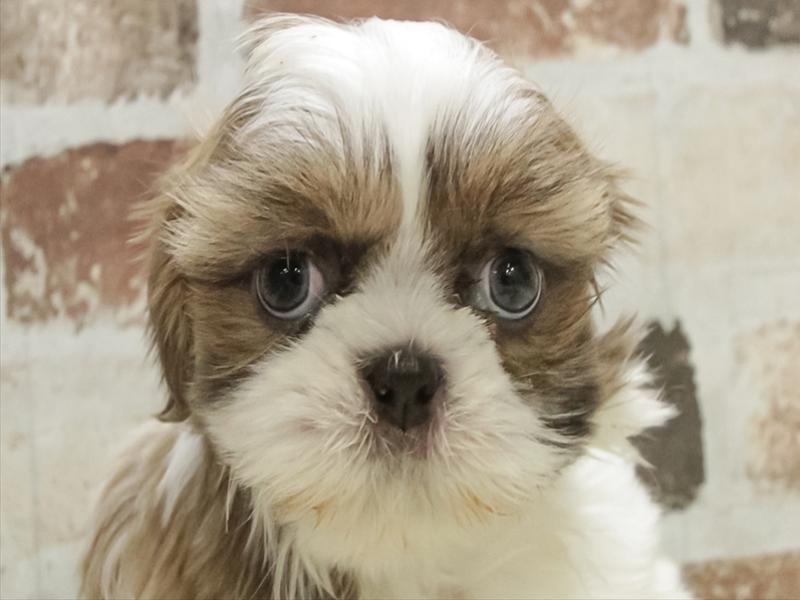 兵庫県のシーズー (ワンラブMEGAドン・キホーテ姫路広畑店/2025年11月1日生まれ/女の子/ゴールドホワイト)の子犬の1枚目の画像