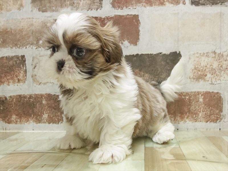 兵庫県のシーズー (ワンラブMEGAドン・キホーテ姫路広畑店/2025年11月1日生まれ/女の子/ゴールドホワイト)の子犬の2枚目の画像