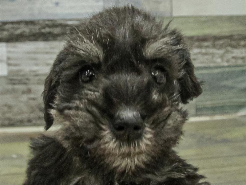 愛知県のミニチュアシュナウザー (ワンラブ名古屋守山インター総本店/2025年11月3日生まれ/男の子/ブラックシルバー)の子犬の1枚目の画像