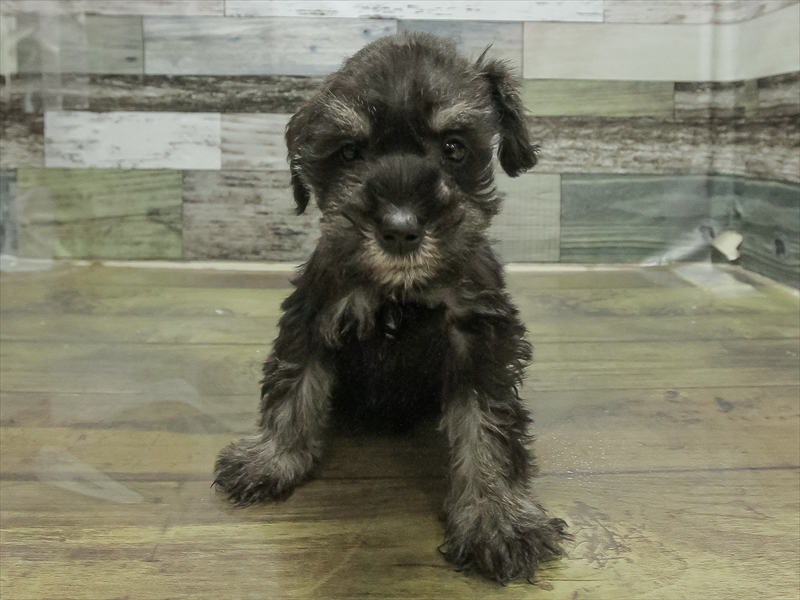 愛知県のミニチュアシュナウザー (ワンラブ名古屋守山インター総本店/2025年11月3日生まれ/男の子/ブラックシルバー)の子犬の3枚目の画像