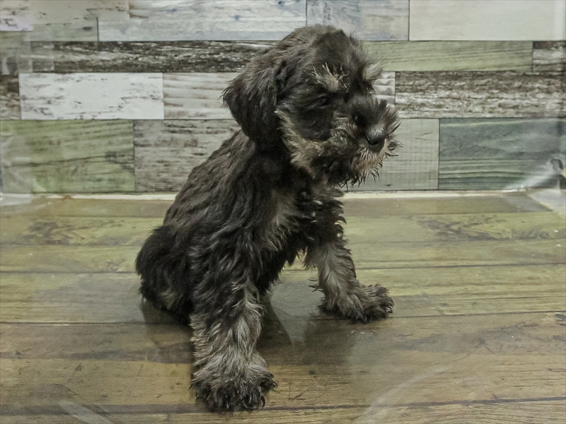 愛知県のミニチュアシュナウザー (ワンラブ名古屋守山インター総本店/2025年11月3日生まれ/男の子/ブラックシルバー)の子犬の2枚目の画像