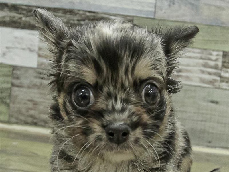 愛知県のチワワ(ロング) (ワンラブペッツビレッジ アピタ刈谷店(FC)/2025年11月1日生まれ/男の子/ブルーマール)の子犬の1枚目の画像